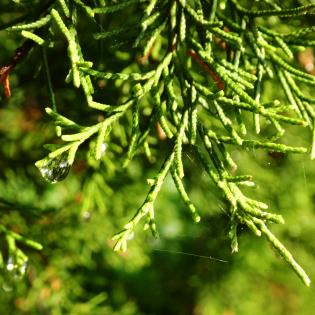 cedar