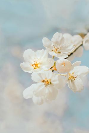flowers1