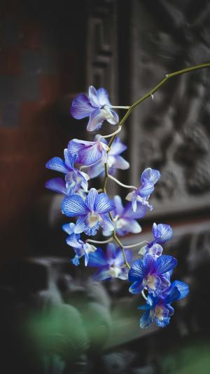 flowers2