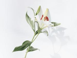 lily1