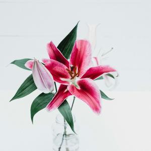 lily