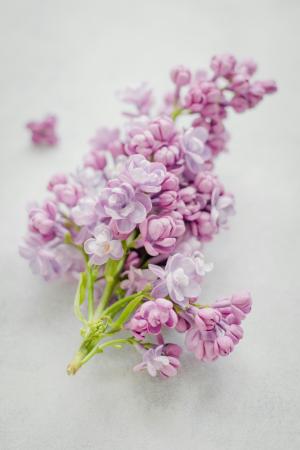 flowers3