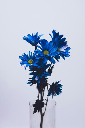 flowers4